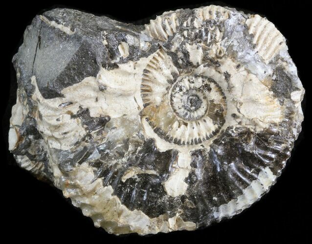 Wide Kosmoceras Ammonite - England #42638